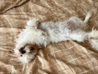 6 Aylık Safkan Dişi Shih-Tzu (Şitsu) Yuvasını Arıyor