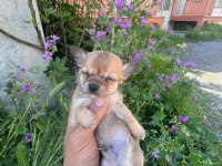 Antalya chihuahua
