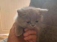 Top Kafa Gri Scottish Fold ve Silver British Shorthair