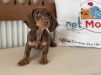 Petmode köpek çiftliğinde ziyarete açık dachshund