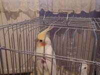 1 albino kırmızı göz bir latino kırmızı göz sultan