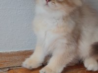 British longhair golden