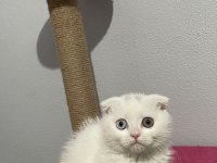 Scottish fold çift göz renkli