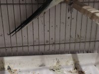 Elimde 1 adat pareket papağanımız