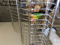 Lilian s Lovebird