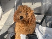 4 aylık toy poodle