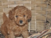 Toy Poodle Bebekler