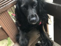 American cocker acil yuva aranıyor