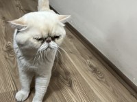 Exotic Shorthair 4 Yaşında