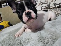 SAFKAN FRENCH BULLDOG ERKEK BEBEK