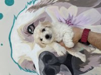 Bal Gibi Maltipoo Bebekler