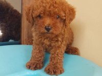 TOY POODLE YAVRULARI