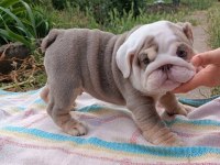 SİTENİN EN GÜZEL İNGİLİZ BULLDOG BEBEKLERİ