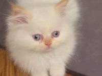 Safkan Persian Egzotik Longhair