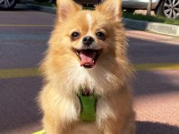 Dişi pomeranian 15 aylık