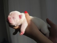 Brillante De Arte Kennel'dan Süt Beyaz French Bulldog