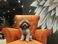 Türkiyedeki Tek Gerçek Safkan Dişi Silver Toy Poodle