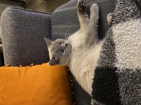British shorthair 2 yaşında kedimiz