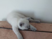 British Shorthair Blue Point