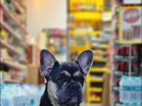 3 yaşında eğitimli blue tan quad french bulldog