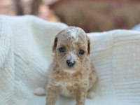 MİNİ MALTİPOO KÖPEKLER