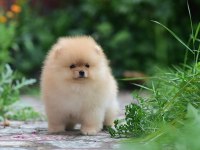 Ayıcık Surat Pomeranian Boo Yavrularımız