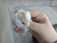 Gonzales Hamster Albino Cinsi