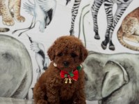 Toy poodle köpeği
