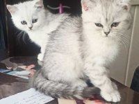 EN GÜZEL KEDİLER BİZİZ