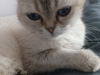 2 Yaşında Dişi Scottish Fold