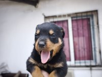 A KALİTE ROTTWEİLER BEBEKLER