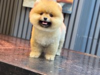 Show Kalite Pomeranian Boo Yavrular