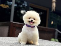 SAĞLIK VE IRK GARANTİLİ POMERANİAN KÖPEĞİ