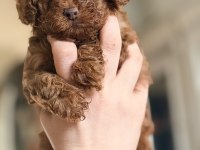 Safkan Anne Altından Toy Poodle Bebekler