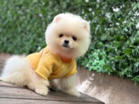 3 Aylık Erkek Pomeranian Ruby