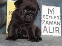 SHOW KALİTE SİYAH İNCİ PUG YAVRUMUZ
