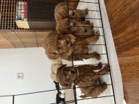 Toy Poodle Köpeği