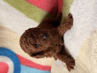 Red Brown Toy Poodle Yavrular