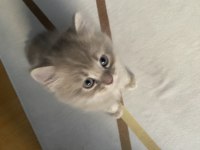 Sevimli british shorthair yavrularımız (erkek)