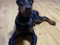 NEVERA CAFE SÜS KÖPEKLERİNE BENZEMEZ