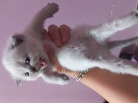 British shorthair
