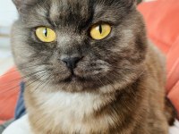 10 Aylık Erkek British Shorthair