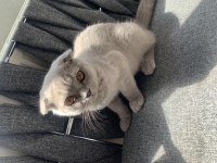 Scottish Fold Lilac Renk