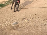 1.5 YAŞINDA CANE CORSO