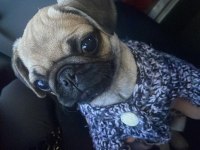 2 Aylık dişi pug