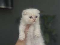 SCOTTISH FOLD SILVER YAVRULARIM 