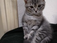 Scottish fold yavrularımız yeni evlerine gitmeye hazır