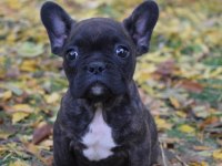 Sağlıklı French Bulldog Yavrular