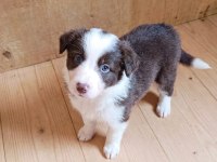 Yeni ailelerine gitmeye hazır yavru köpekler