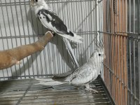 Yavru Ve Damızlık Sultanlar